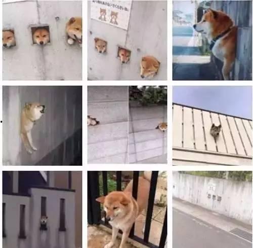 娱乐圈爆料50条狗,揭秘明星背后的狗血故事  第1张